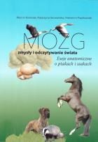 Lokalna okładka